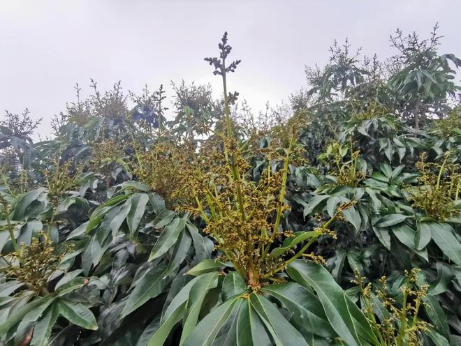 半岛体育保花保果：柑橘促花、保果、靓果天然芸苔素你的不二选择(图3)