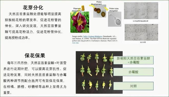 半岛体育保花保果：柑橘促花、保果、靓果天然芸苔素你的不二选择(图2)