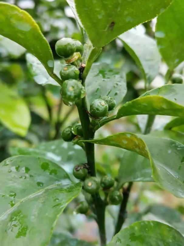 半岛体育保花保果：柑橘促花、保果、靓果天然芸苔素你的不二选择(图7)