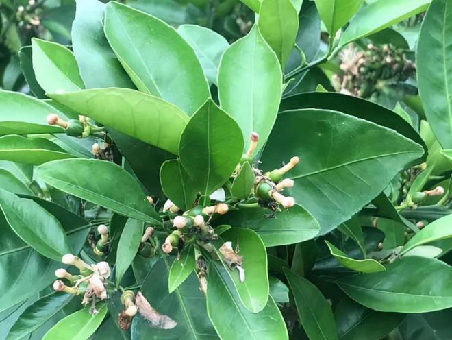 半岛体育保花保果：柑橘促花、保果、靓果天然芸苔素你的不二选择(图8)