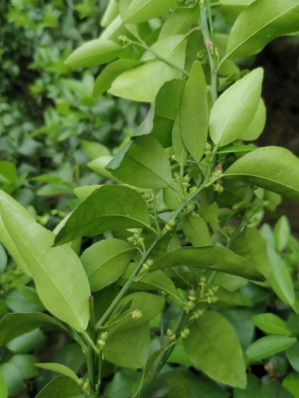 半岛体育保花保果：柑橘促花、保果、靓果天然芸苔素你的不二选择(图6)