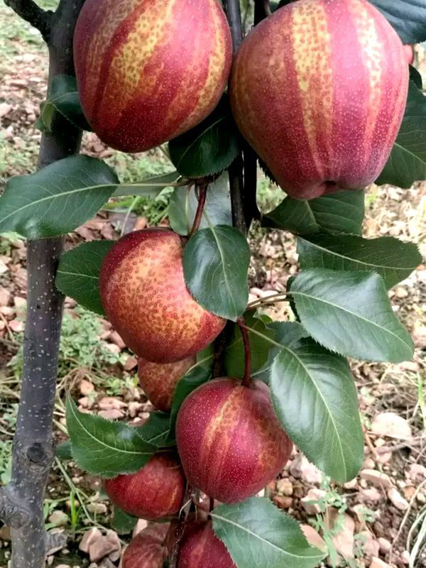 半岛体育这果树见土就能活果子比蜂蜜甜家里种2棵全家人有口福(图2)