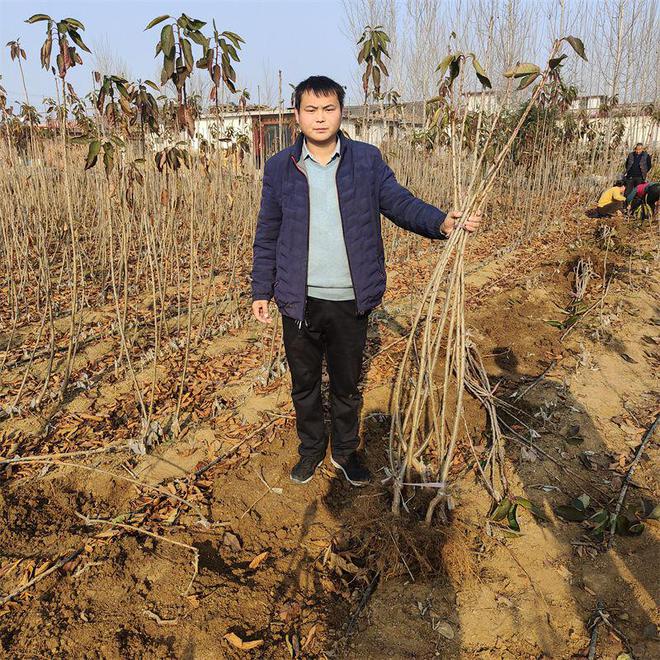 半岛体育美早樱桃树苗：抗寒性强适应北方气候、种植经济效益超高(图2)