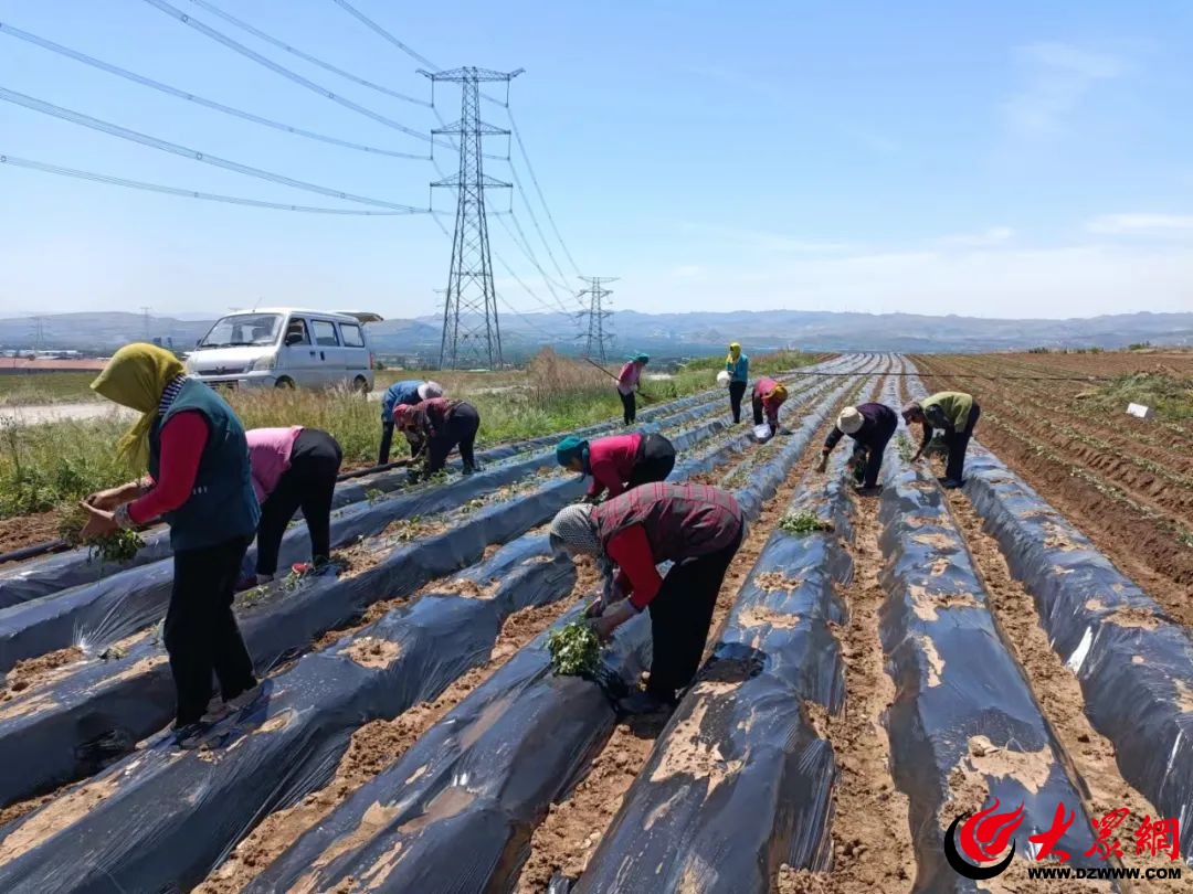 半岛(中国)体育·官方网站邹平市临池镇：苗木农产种类多 黄土地里藏着致富路(图3)