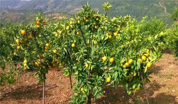 半岛(中国)体育·官方网站在种植中想要让柑橘产量高把握住施肥很重要(图7)