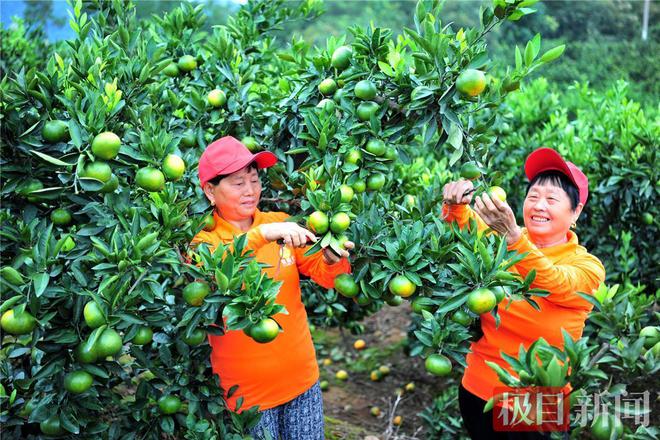 半岛体育又是橙黄桔绿时宜昌柑橘节再邀四方客(图2)