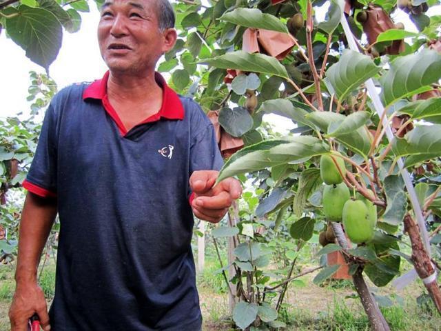 半岛(中国)体育·官方网站有院子别空着看准这果树有多少空地种多少好吃好养活(图4)