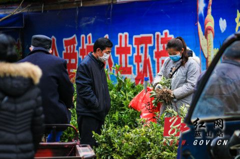 半岛体育蓝山：苗木购销旺(图1)