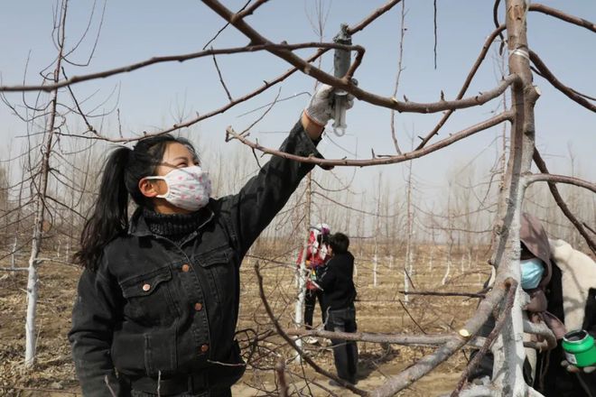 半岛体育苇莲苏乡：鸡心果园剪枝忙(图5)