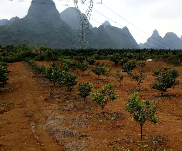 半岛体育柑橘种植什么时候施肥好？改良土壤果品更优(图1)