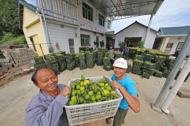 半岛体育湖北宜都：农民早熟蜜桔采收忙带叶桔卖9角斤稍差的5角斤(图1)