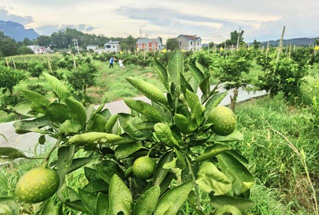 半岛(中国)体育·官方网站湖北磨市：一种特早熟蜜桔开始尝鲜了糖度已达12度果子压(图6)