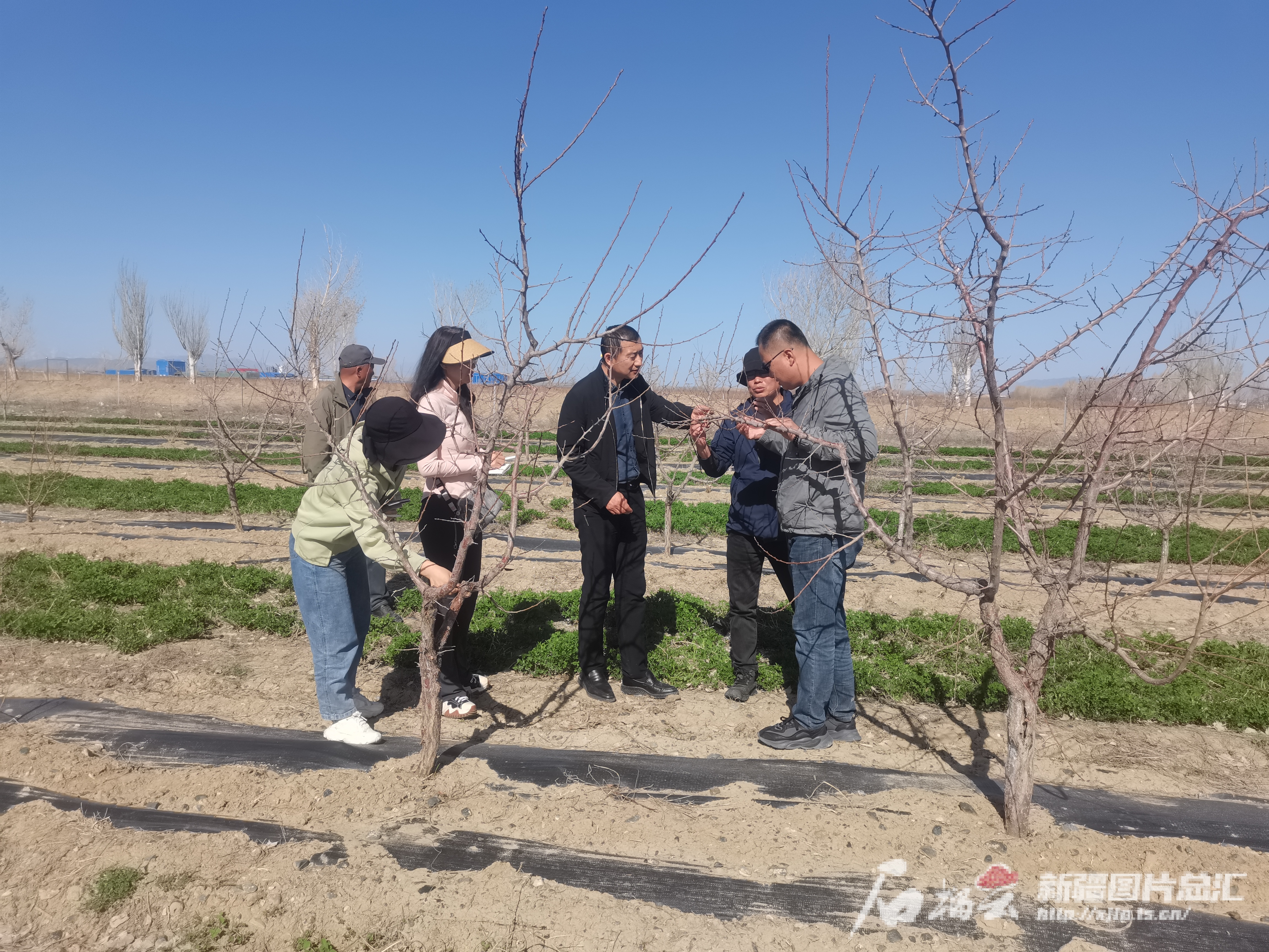 半岛(中国)体育·官方网站“新疆特色林果种质创新与优良新品种选育”项目启动(图1)