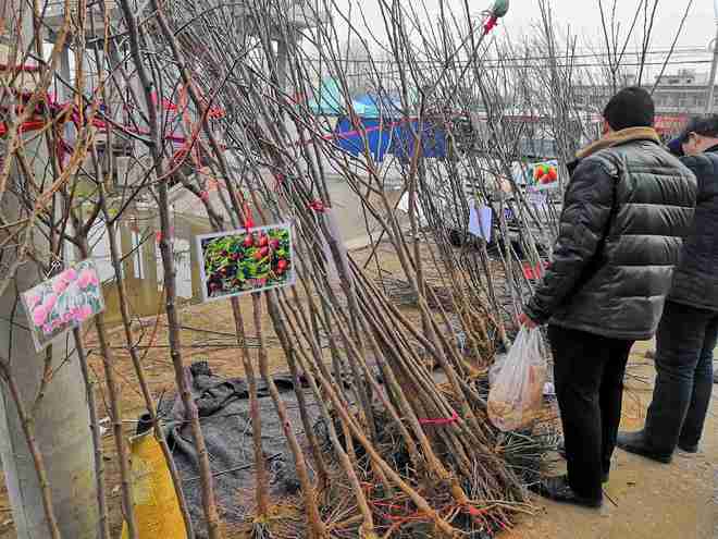 半岛(中国)体育·官方网站农村集市上卖的果树苗为什么很难种活？看看老农们怎么说！(图5)