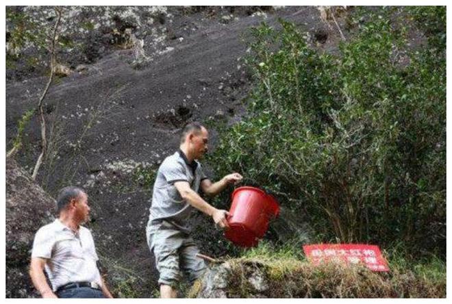 半岛体育中国三大最“珍贵”的树：警卫24小时看守折断一根枝条是犯罪(图2)