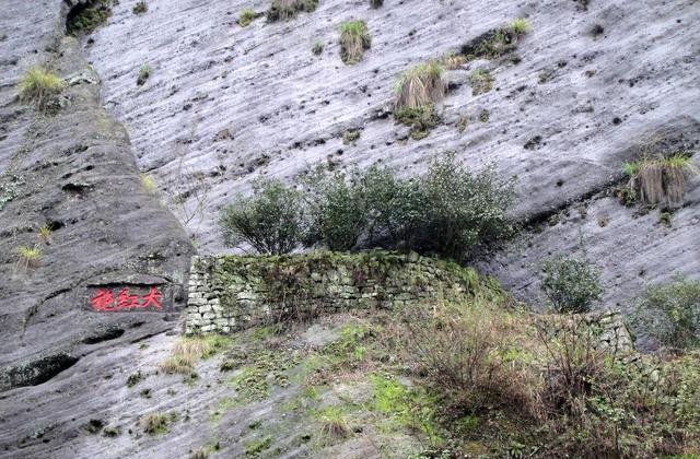 半岛体育中国有三棵宝贵的树分别在安徽、福建、浙江警卫24小时保护(图4)