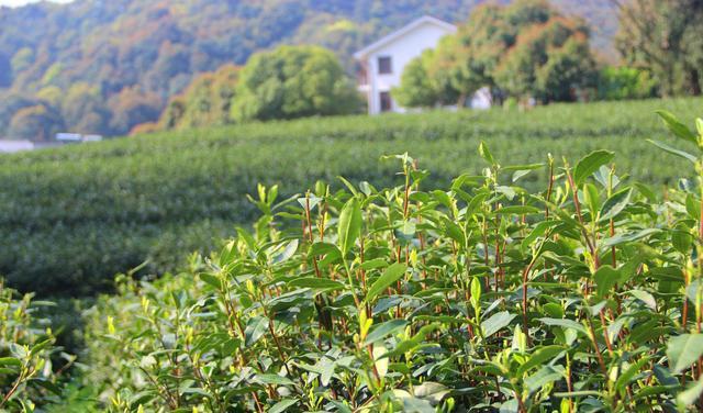 半岛体育中国有三棵宝贵的树分别在安徽、福建、浙江警卫24小时保护(图5)