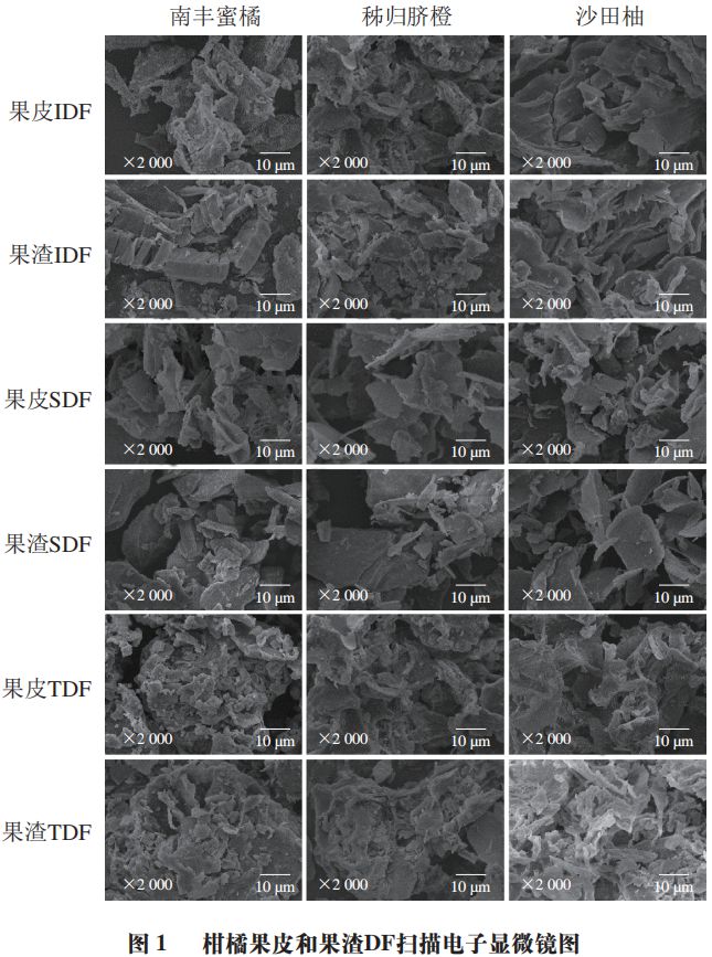 半岛体育《食品科学》：华中农业大学潘思轶教授等：不同品种柑橘皮渣膳食纤维构效关系(图4)