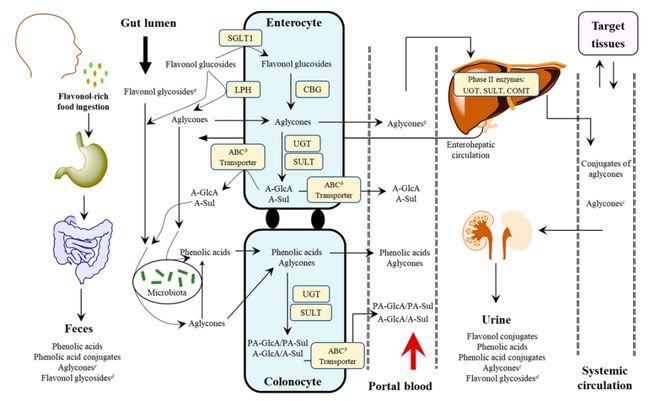 半岛(中国)体育·官方网站JAFC 李士明教授：黄酮醇的生物转化和肠道微生物介导(图1)