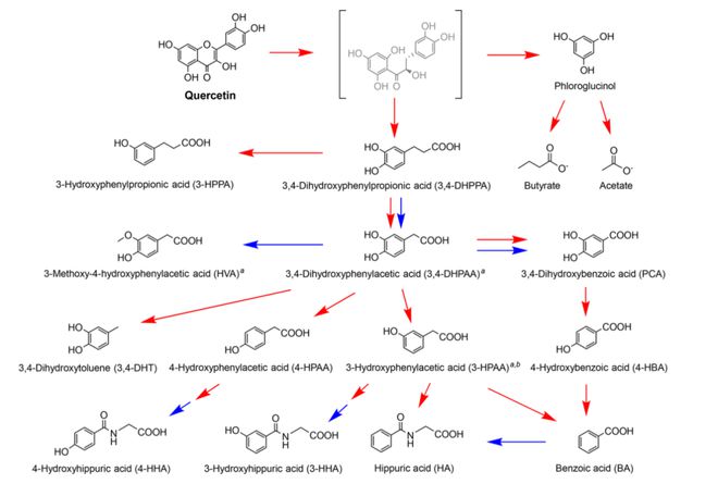 半岛(中国)体育·官方网站JAFC 李士明教授：黄酮醇的生物转化和肠道微生物介导(图3)