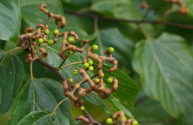 半岛体育农村有种野果树种植产量很高很多年轻人不认识它(图1)