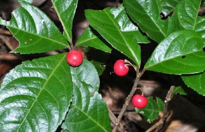 半岛(中国)体育·官方网站农村有种野生植物果实像高高挂起的“红灯笼”如今价值珍贵(图4)