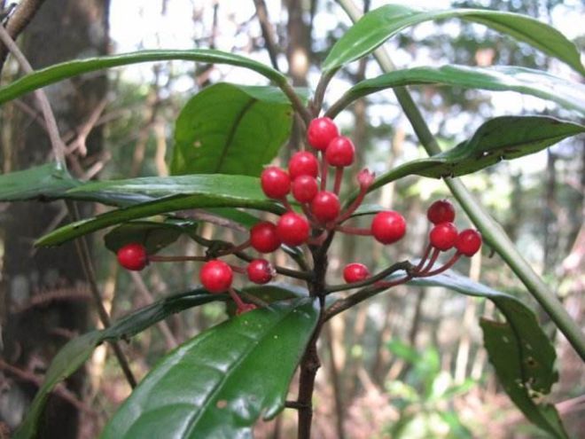 半岛(中国)体育·官方网站农村有种野生植物果实像高高挂起的“红灯笼”如今价值珍贵(图5)