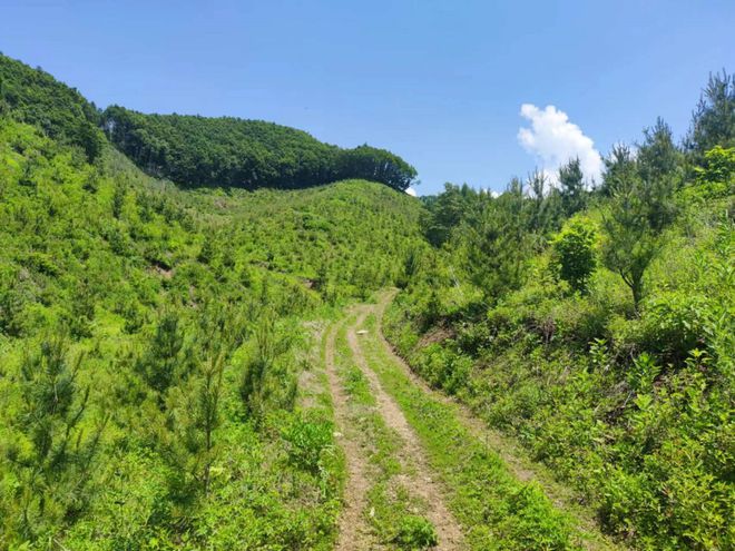 半岛(中国)体育·官方网站嫁接红松回报大山的生意经(图1)