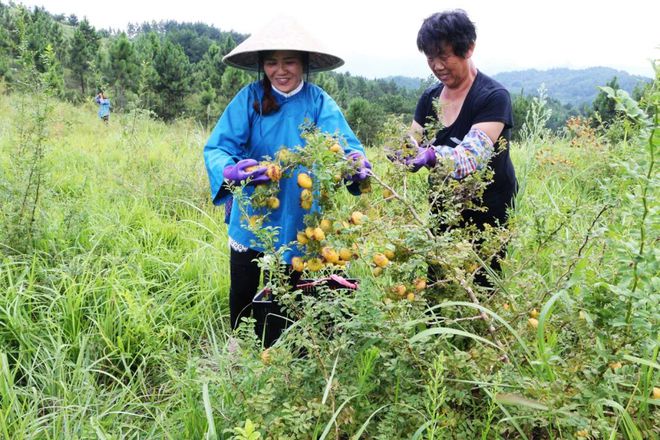 半岛(中国)体育·官方网站长得酷似小菠萝过去烂在山里无人问如今大量种植成致富树(图2)