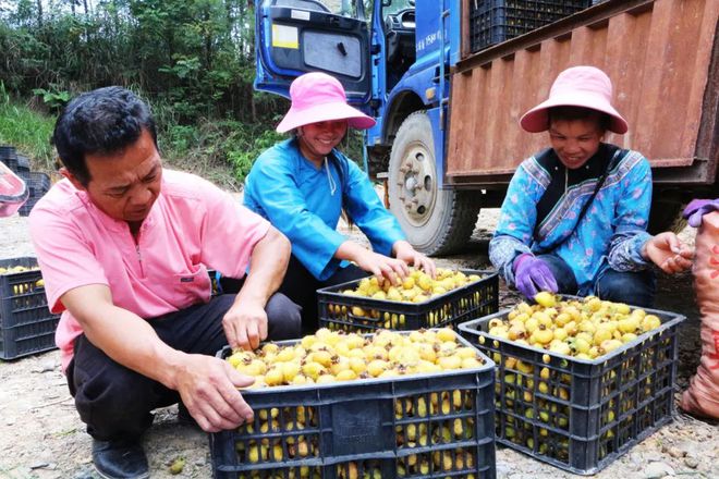 半岛(中国)体育·官方网站长得酷似小菠萝过去烂在山里无人问如今大量种植成致富树(图3)