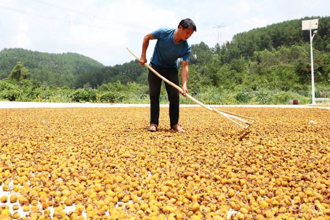 半岛(中国)体育·官方网站长得酷似小菠萝过去烂在山里无人问如今大量种植成致富树(图4)