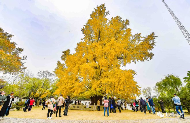 半岛(中国)体育·官方网站这种路边随处可见的树木却是国家一级保护树种告诉家人别轻(图3)