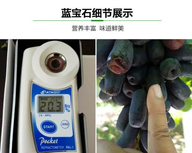 半岛体育此果树有院子的家庭一定要种2棵不仅结果量大还非常的好吃(图1)