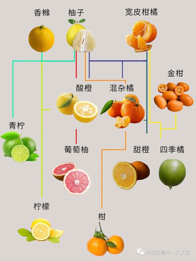 半岛体育【植物界全系列】芸香科—柑橘亚科（三）：柚(图1)