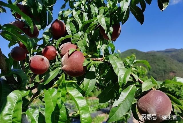 半岛(中国)体育·官方网站不管有没有空地我都建议种植这款新型果树营养丰富种植简单(图10)