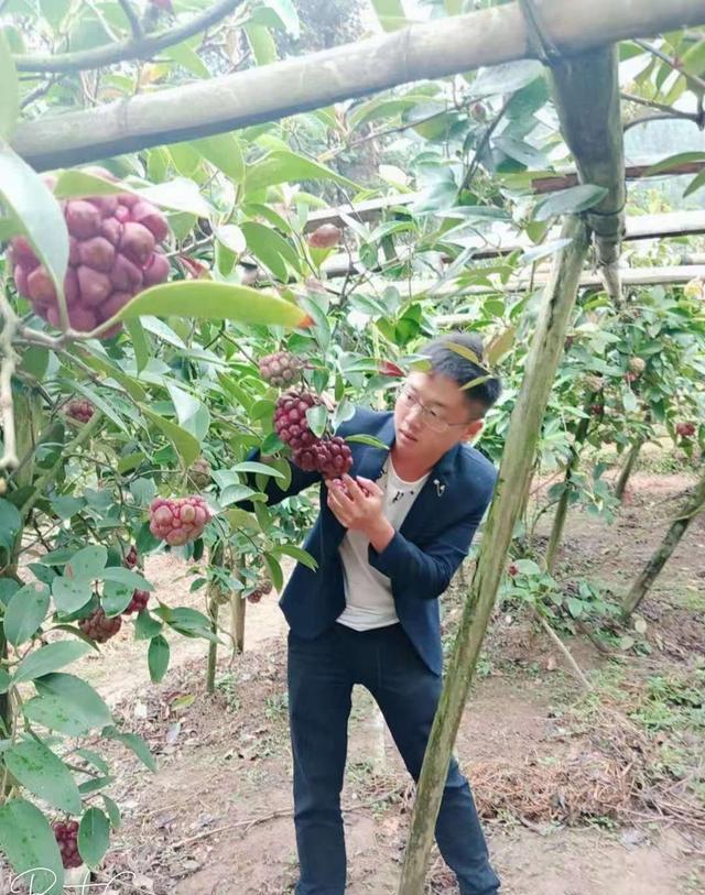 半岛体育家里有空地赶紧种上这种果树长得快易存活结果送亲友有面子(图4)