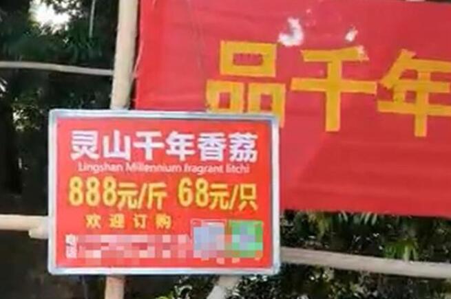 半岛体育广西1518岁古荔枝树结果68元1颗888元1斤！(图1)