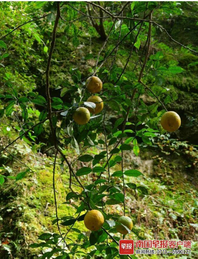 半岛体育基因优良！柑橘类“祖先”现身广西大明山保护区(图1)