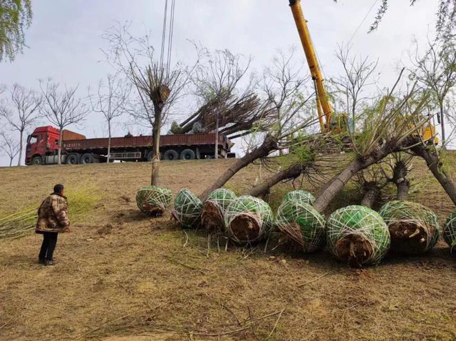 半岛体育基层动态 “绘美”沿黄生态廊道 厚植绿色发展根基——开封第二河务局202(图3)