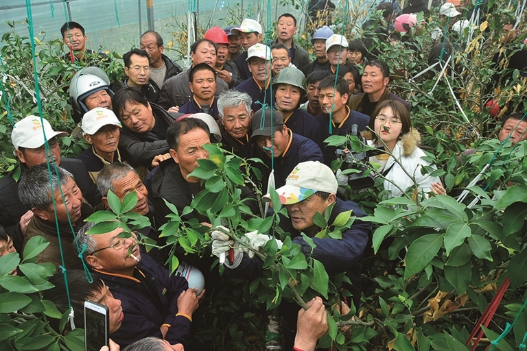 半岛体育“甜蜜”产业托起“共富”梦 象山红美人柑橘近日开摘(图5)