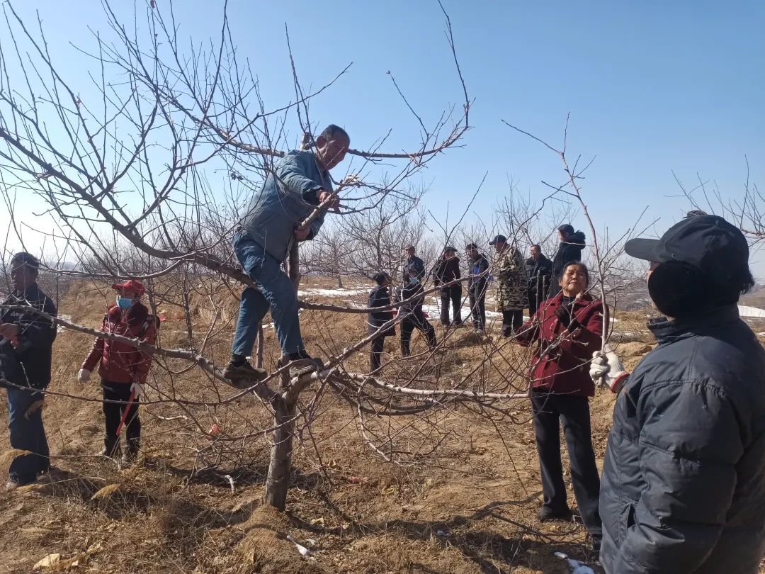 半岛体育陕西横山区石窑沟：果树修剪正当时 农业专家解秘诀(图1)