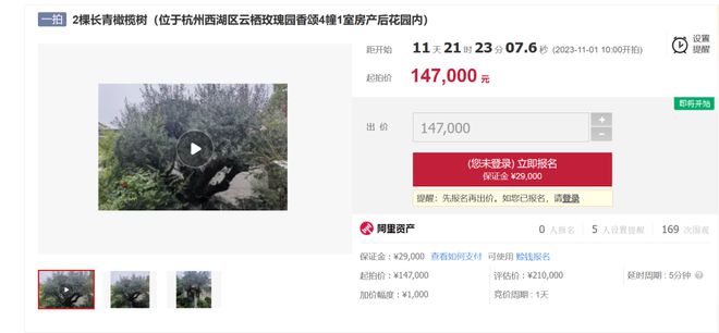 半岛体育之江豪宅院子里的两棵橄榄树14万7起拍！房东买来时花了300万……(图4)