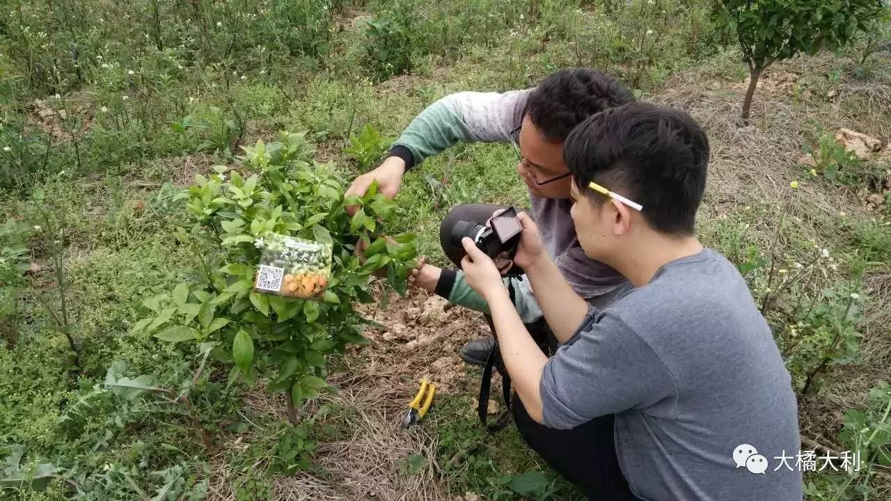 半岛体育老付讲柑橘 ——沃柑幼树修剪(图1)