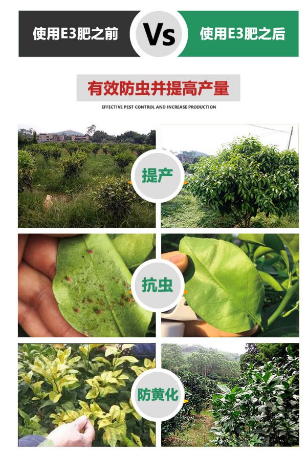 半岛(中国)体育·官方网站种植火龙果施肥的几个要点(图2)