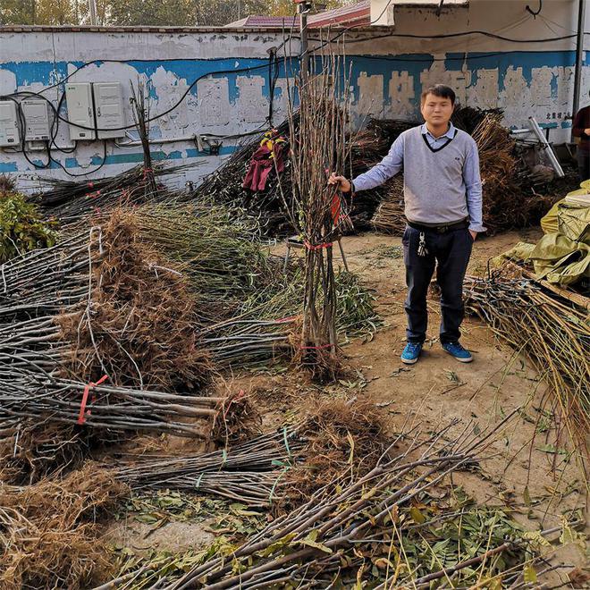 半岛(中国)体育·官方网站为什么‘山农酥梨树苗’价格这么贵呢？有哪些特点与原因呢(图4)