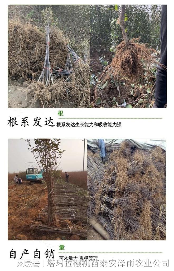 半岛(中国)体育·官方网站爱妃苹果的芽变品种 “香妃”苹果树苗介绍 1年生香妃苹(图1)