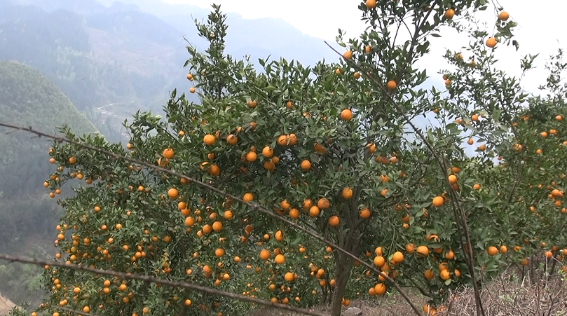 半岛(中国)体育·官方网站开阳县花梨镇：柑橘飘香迷人眼 美了风景富了民(图1)