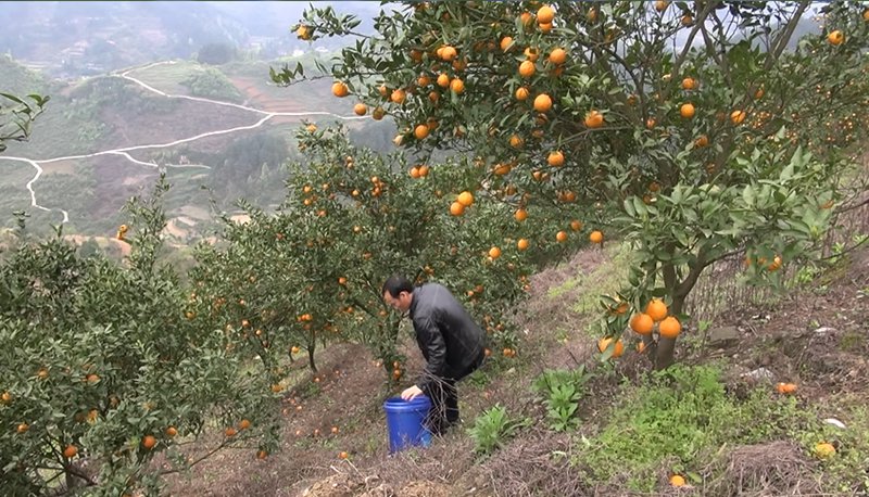 半岛(中国)体育·官方网站开阳县花梨镇：柑橘飘香迷人眼 美了风景富了民(图3)