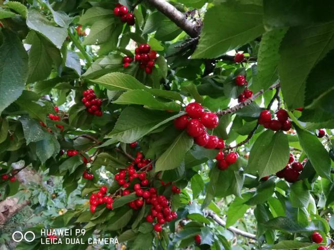 半岛体育如何稳坐果防落果、裂果？酵素菌微生物技术开启保果新时代！(图4)