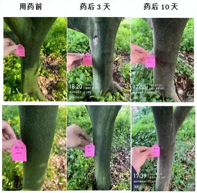 半岛(中国)体育·官方网站生物农药：如何让“绿干干”变成“白干干”？柑橘青苔病防(图1)